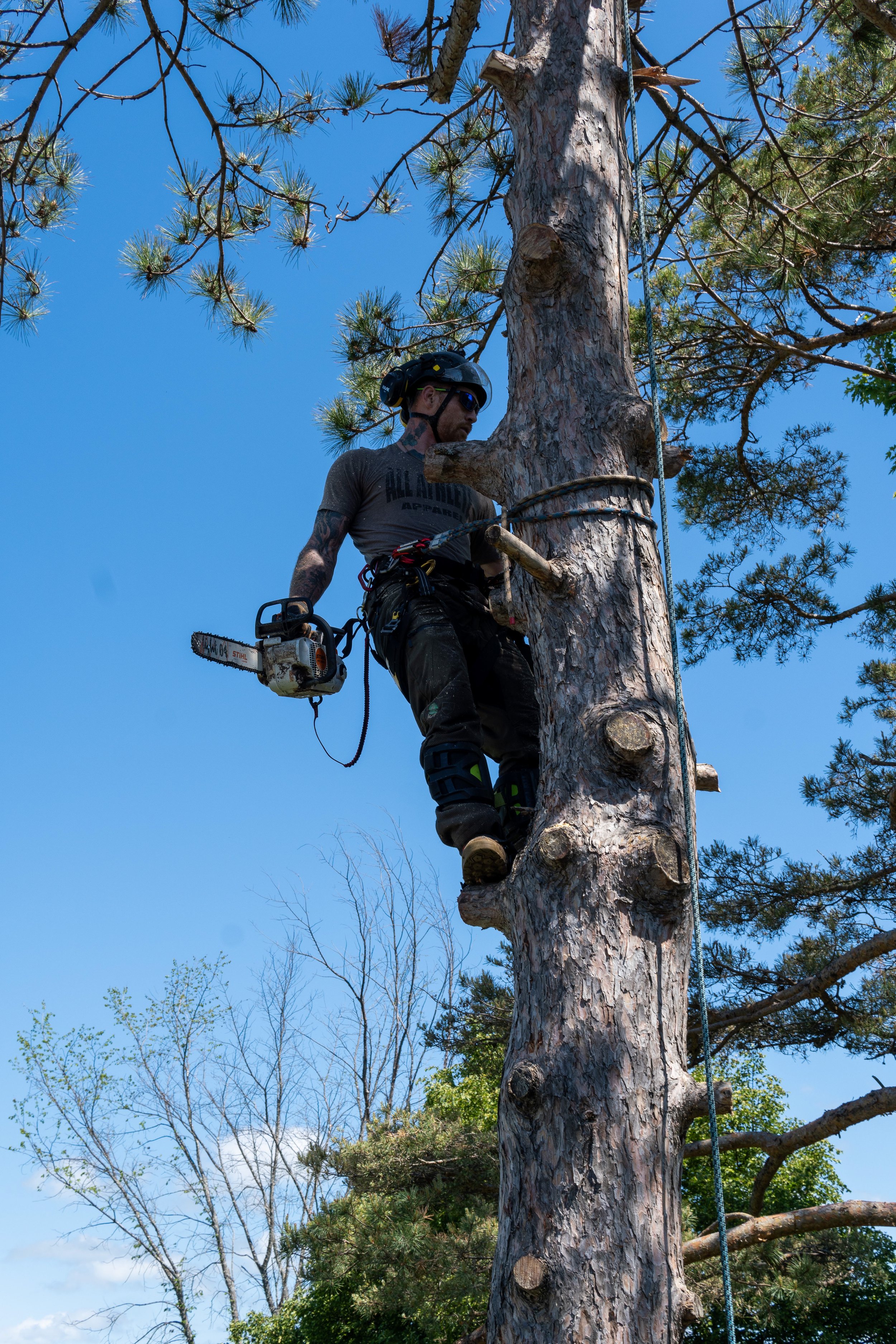 Arborist climbing a pine tree with chainsaw