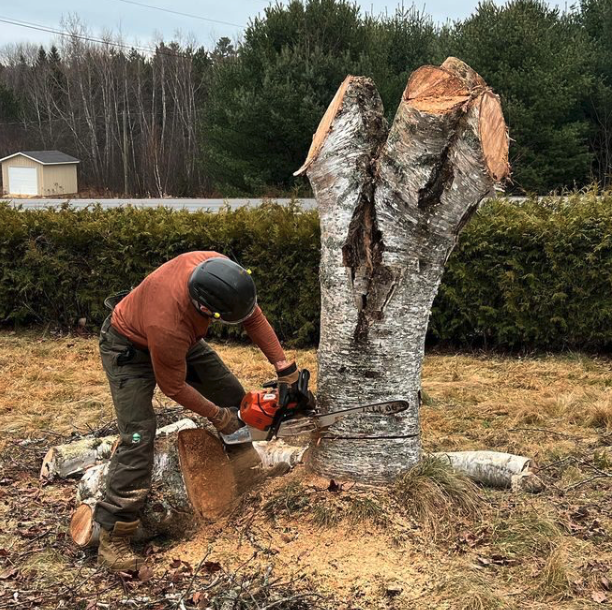 Tree removal project in progress