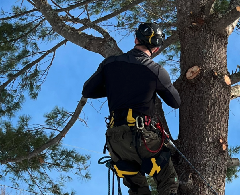 Arborist climbing and trimming a pine tree